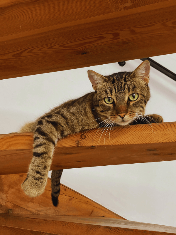 Sprachenkater Leo auf den Stufen zum sprachlichen Erfolg